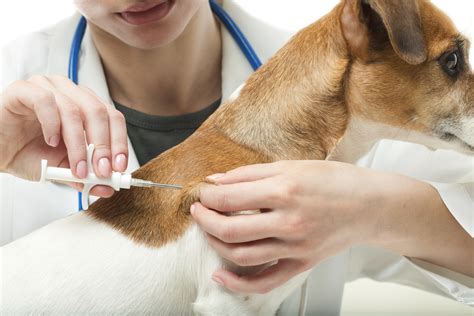 Free Pet Vaccination Clinics: Serving the Community and Protecting Animals